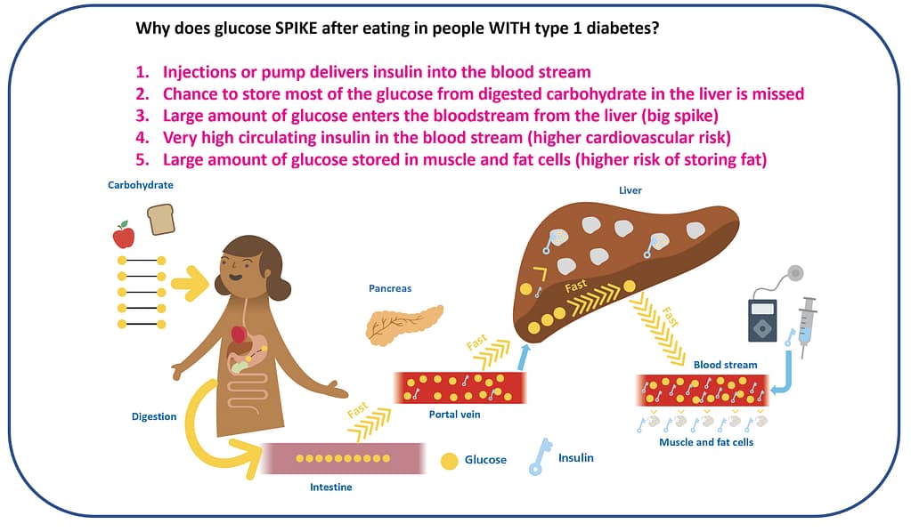 Portal insulin physiology
