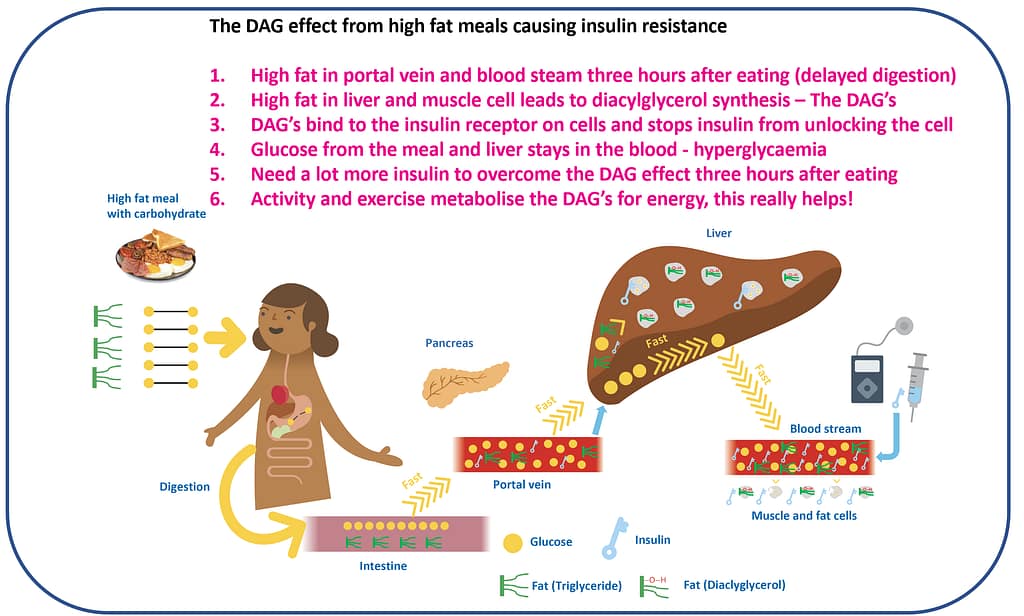 Effect of fat on glucose and insulin