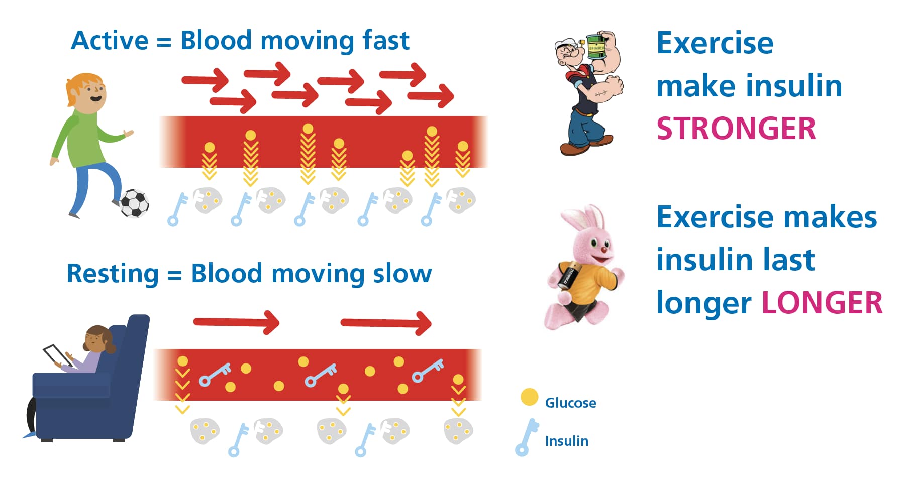 Exercise increases insulin action
