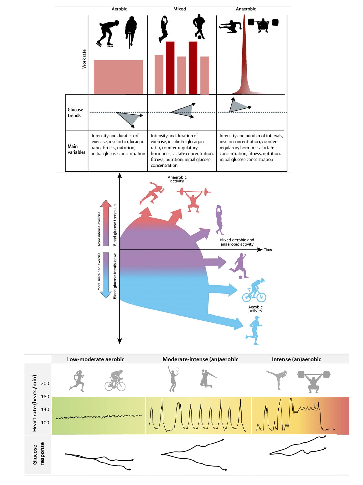 Exercise types and glucose response